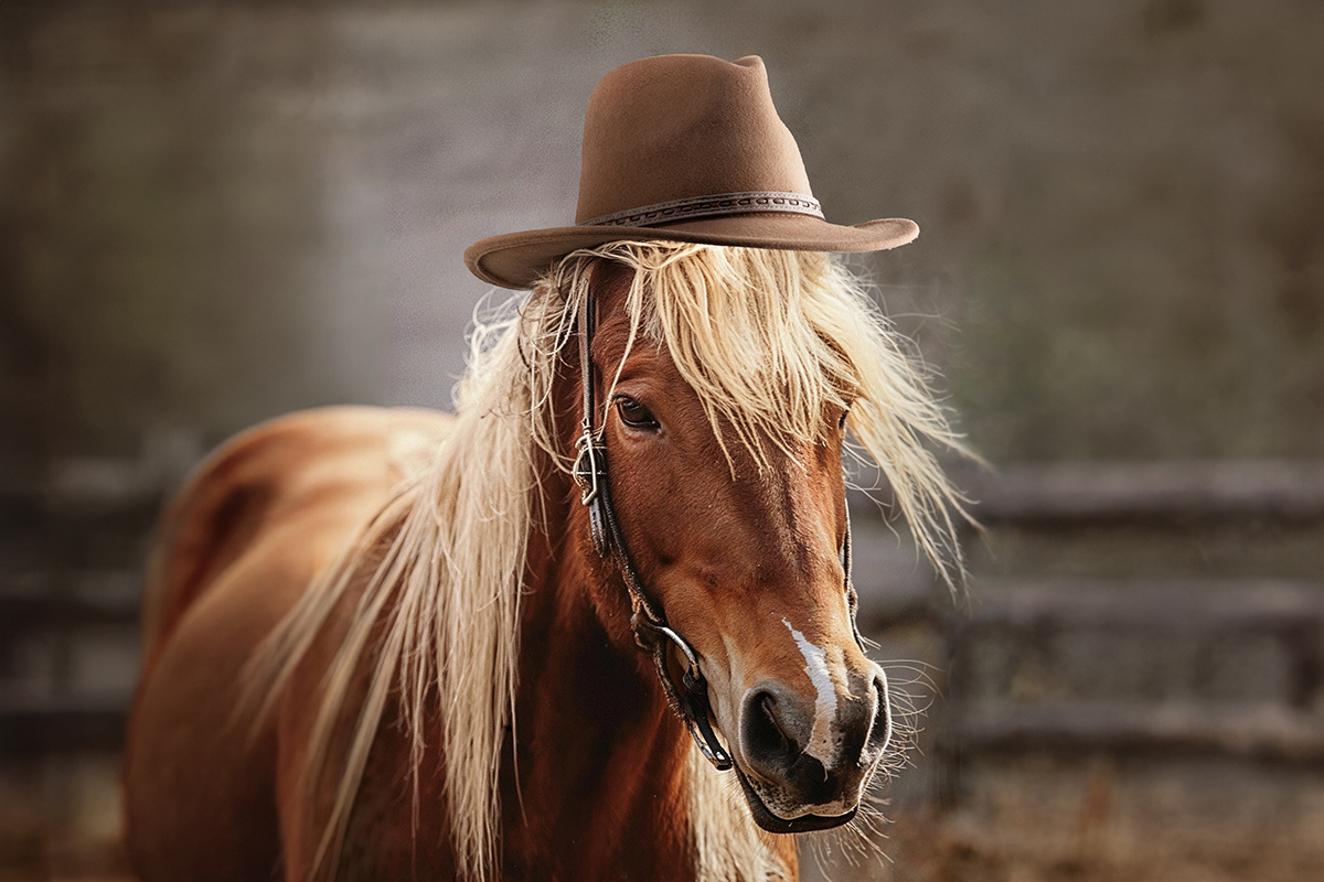Horse-with-hat